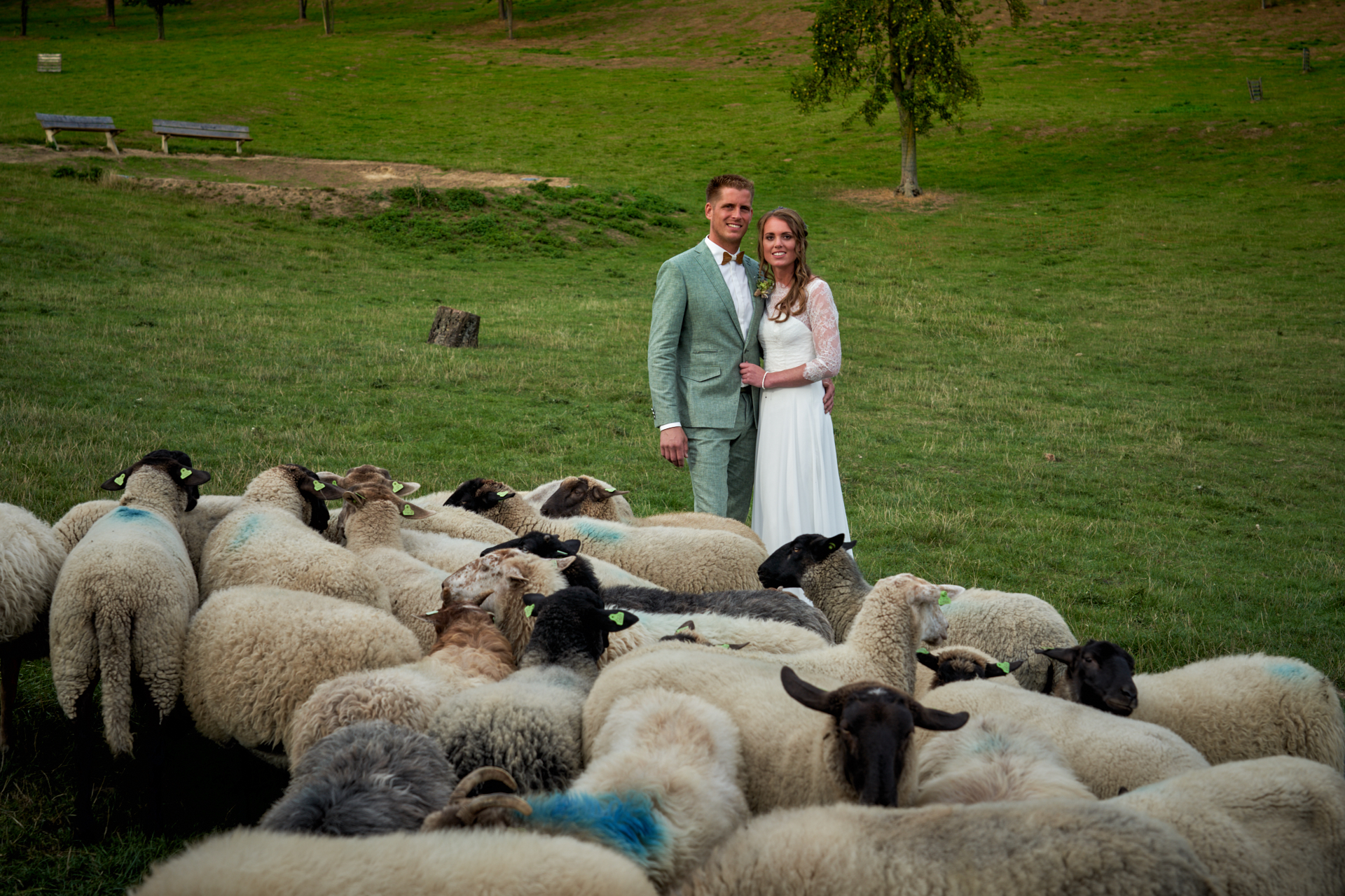 Brautpaar zwischen den Schafen in der südlimburgischen Hügellandschaft